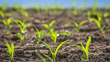 Suchergebnis Vorschaubild