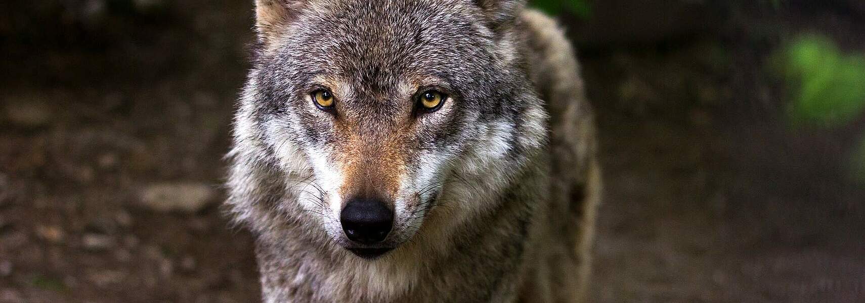 Wolf und Weidetierhaltung – was ist notwendig für das Überleben der Weidetierhaltung?