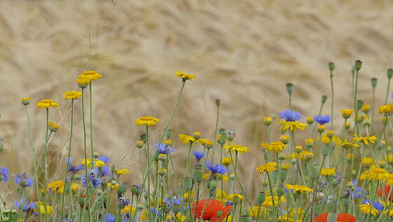 Suchergebnis Vorschaubild