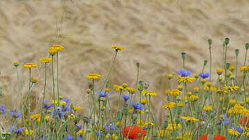 Suchergebnis Vorschaubild