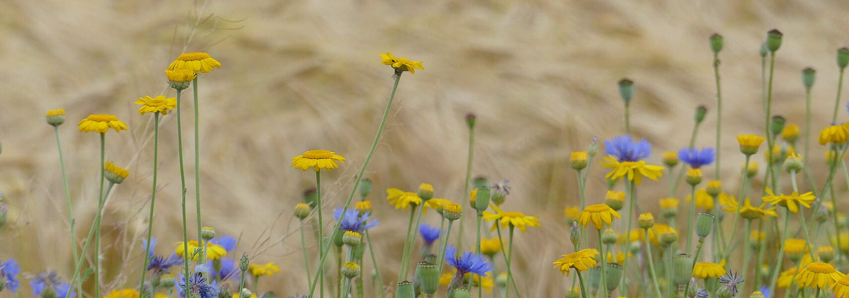 BIOFACH 2026: Öko-Landbau braucht Planungssicherheit
