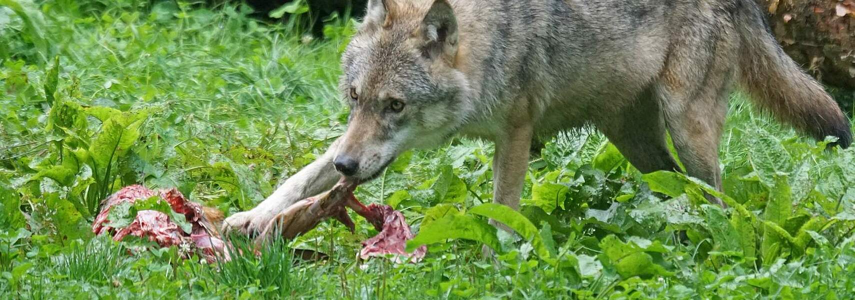 Exponentielle Zunahme von Wolfsrissen führt zum Ausstieg aus der Weidetierhaltung