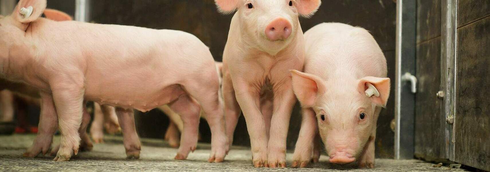 Bauernverband kritisiert Gesetzentwurf zur Tierhaltungskennzeichnung