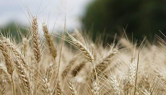 wheat-field-2554356_1920_c_kirahoffmann_pixabay.jpg