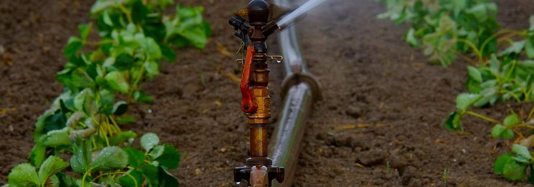 Vorfahrt für die Lebensmittelerzeugung auch bei der Wassernutzung