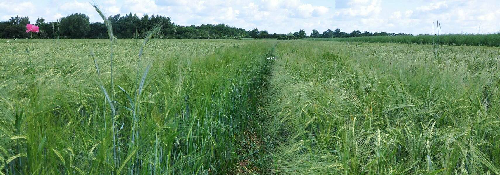 Chancen für biogene Kohlenstoffsenken nutzen