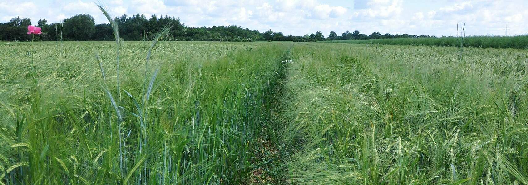 Chancen für biogene Kohlenstoffsenken nutzen