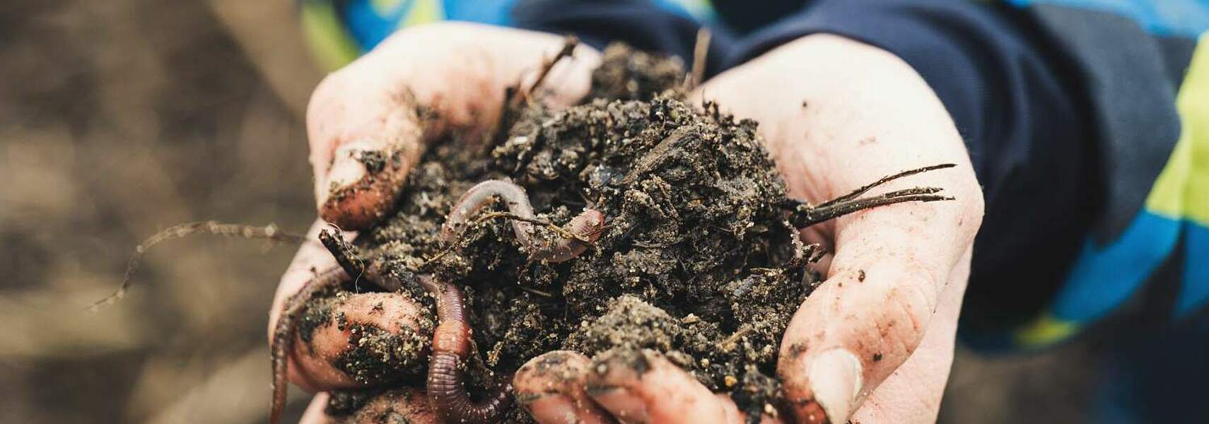 Humusgehalt in ökologisch und konventionell bewirtschafteten Ackerböden unterscheidet sich nicht