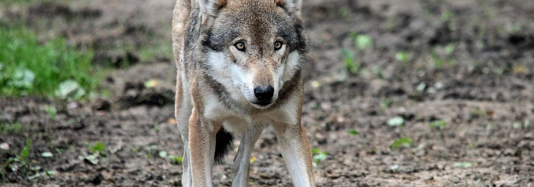 Verbände kündigen Mitarbeit im Bundeszentrum für Weidetiere und Wolf