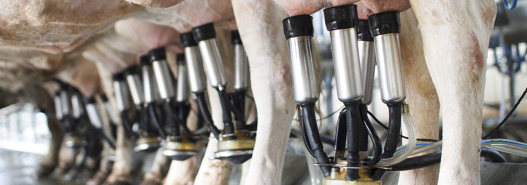 „Wirtschaftliche Perspektiven für die Milchviehhaltung in Deutschland“