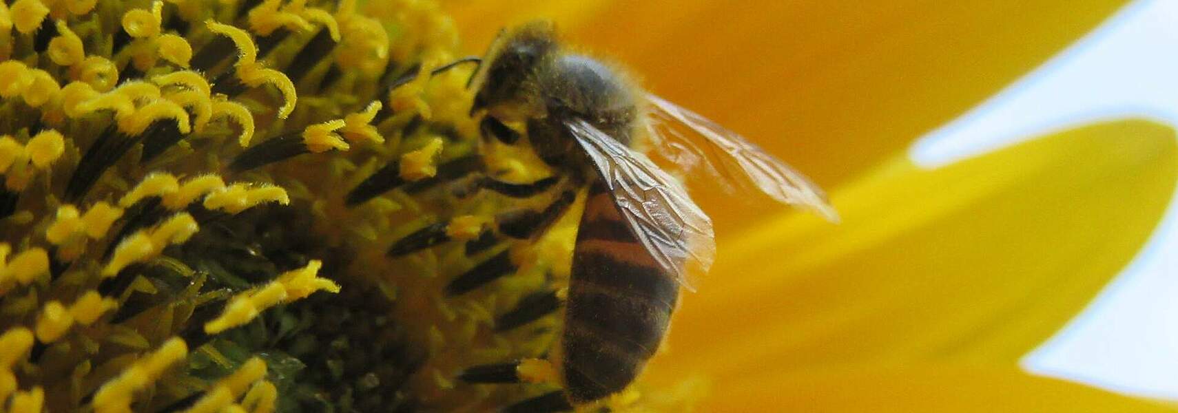 Insektenschutzpaket im Bundestag anpassen