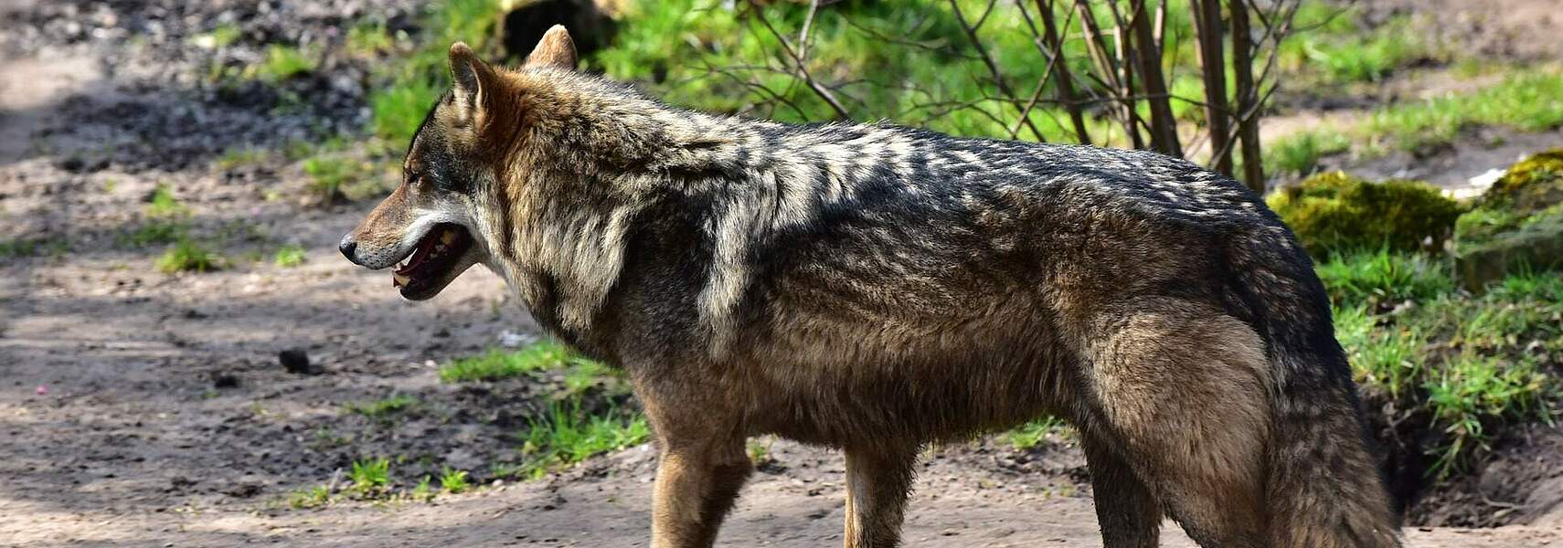 Wolf: Günstiger Erhaltungszustand des Wolfes – Realität oder Zukunftsmusik?