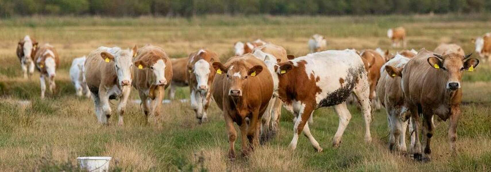 Zahl der Öko-Milcherzeuger in Deutschland und EU stark gesunken