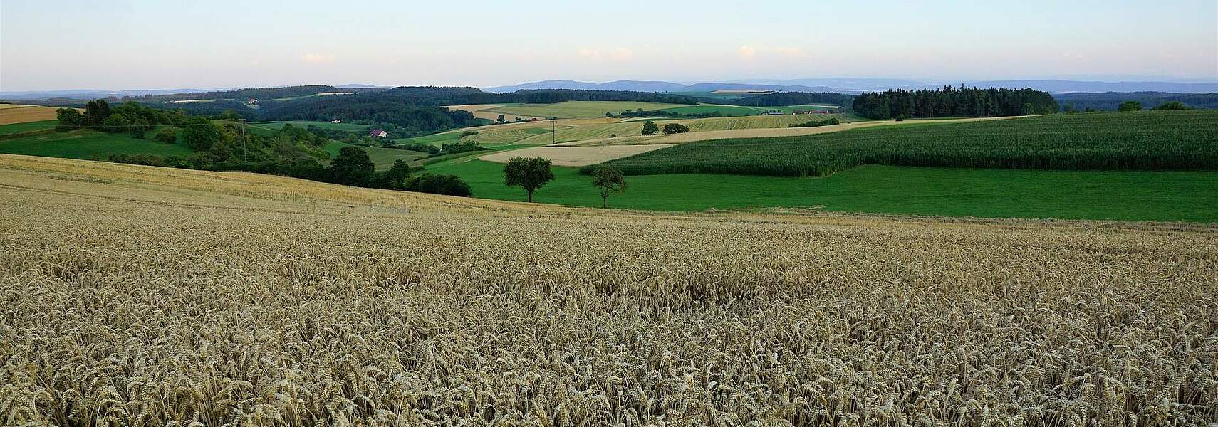DBV fordert Verlässlichkeit, Vereinfachung und Praktikabilität bei GAP