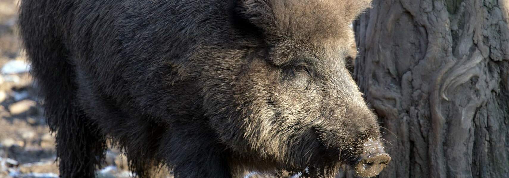 Bauernverband zur Afrikanischen Schweinepest in Deutschland