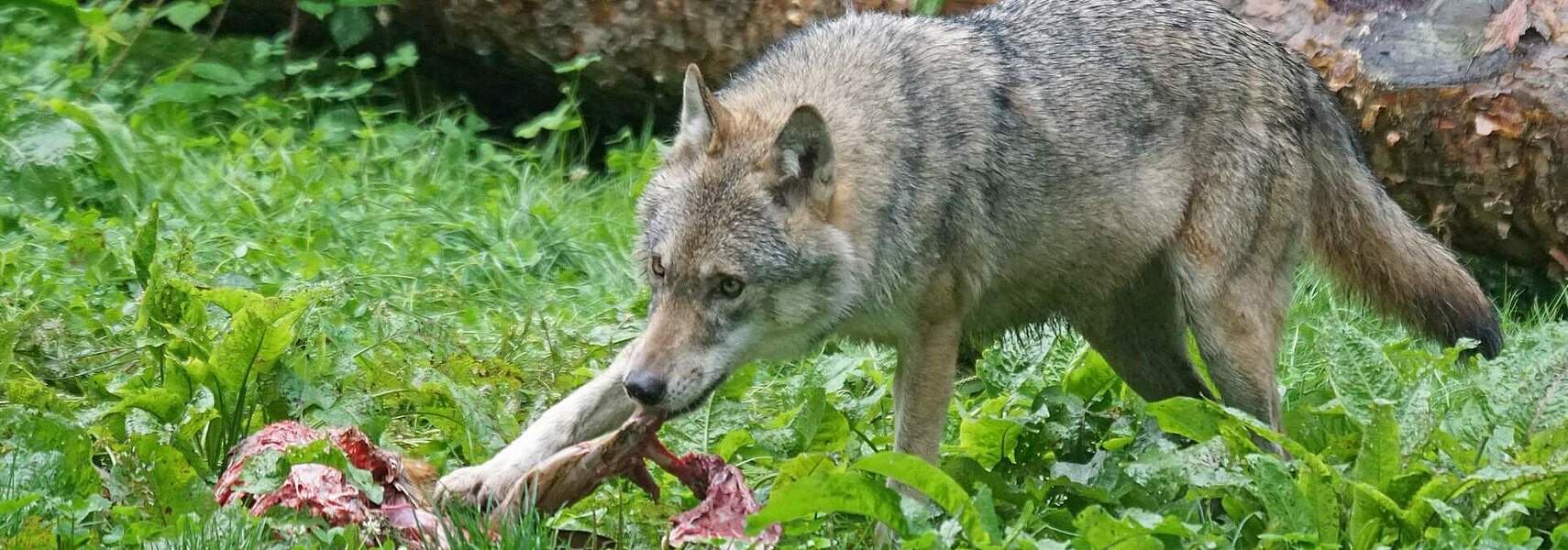 Neuer Höchstwert: über 4.000 Schäden bei Nutztieren durch den Wolf