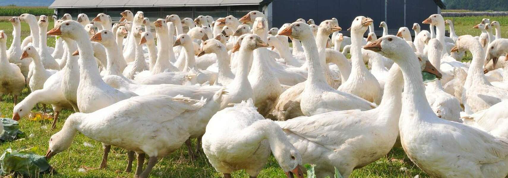 Bauernverband sieht in Vogelgrippe große Herausforderung für die geflügelhaltenden Betriebe