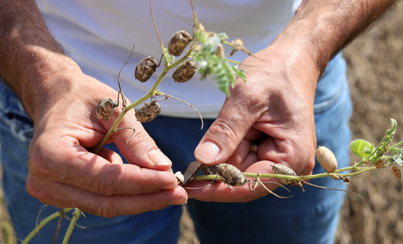 Zwei Hände halten Kicherersben-Pflanzen. 