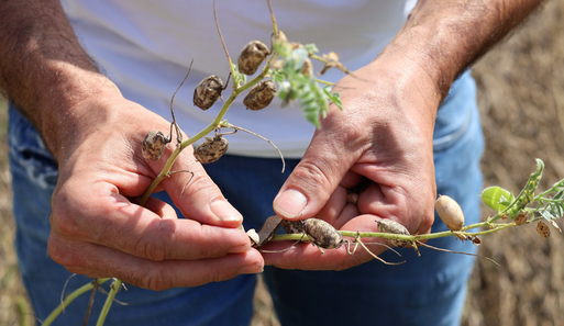 Zwei Hände halten Kicherersben-Pflanzen. 