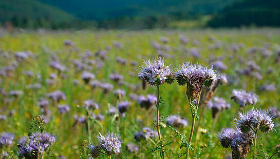 A3_phacelia-1123760_congerdesign_pixabay