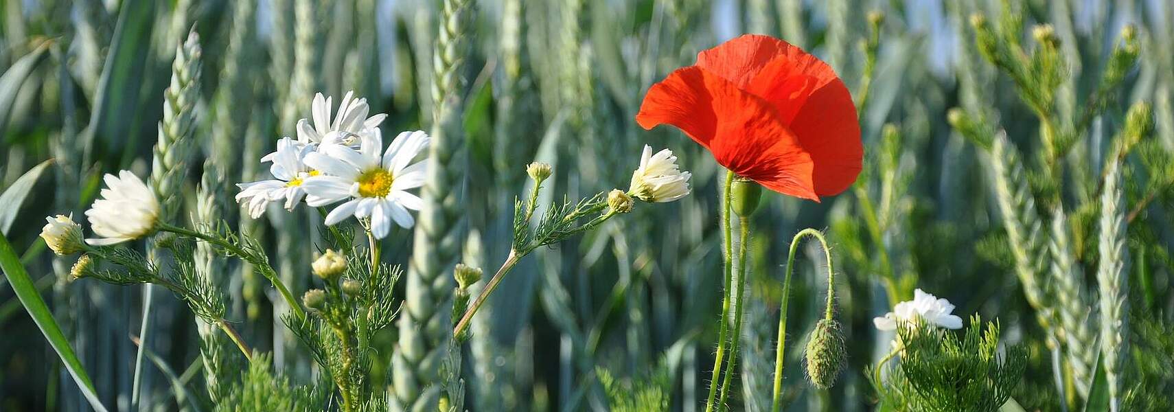 Kooperative und ergebnisorientierte Ansätze für Umweltleistungen in der Landwirtschaft