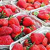 A5_strawberries-1350482_c_Couleur_pixabay