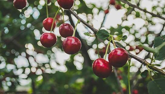 A1_cherries-839864_c_Free-Photos_pixabay