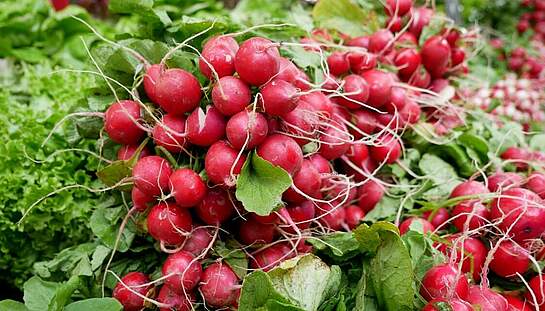 A4_radishes-2331135_c_JuSa2000