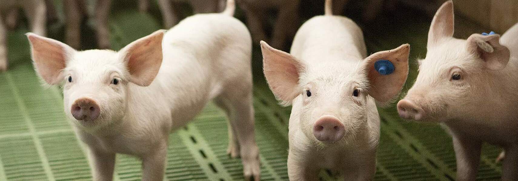 Bauernverband begrüßt Einigung beim Tierhaltungskennzeichnungsgesetz Bauernverband begrüßt Einigung beim Tierhaltungskennzeichnungsgesetz