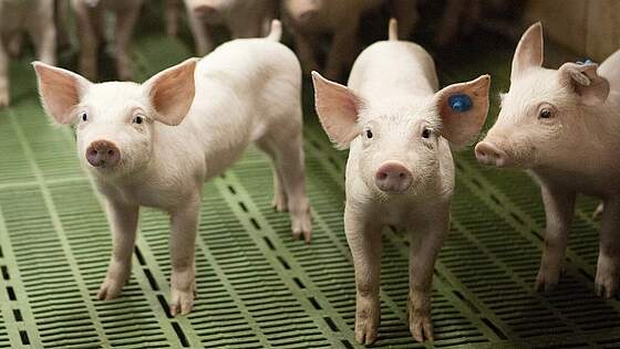 Suchergebnis Vorschaubild