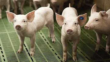 Suchergebnis Vorschaubild