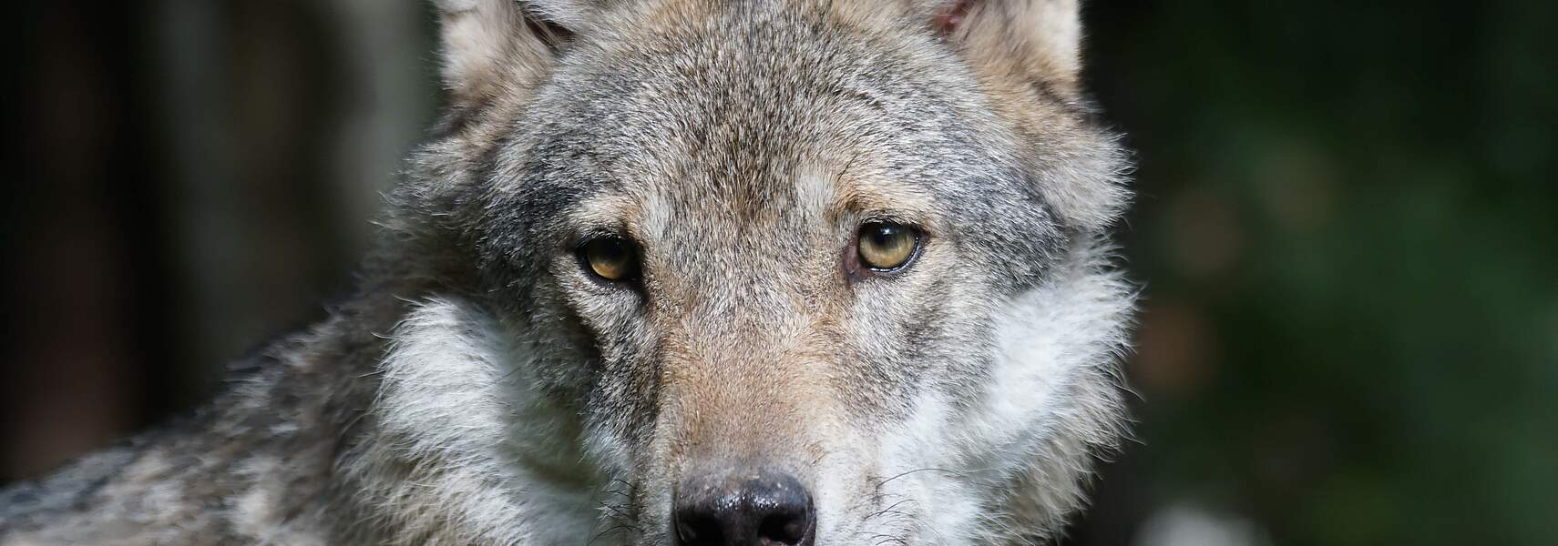 Einführung echten Wolfsmanagements auf Länder- und Bundesebene