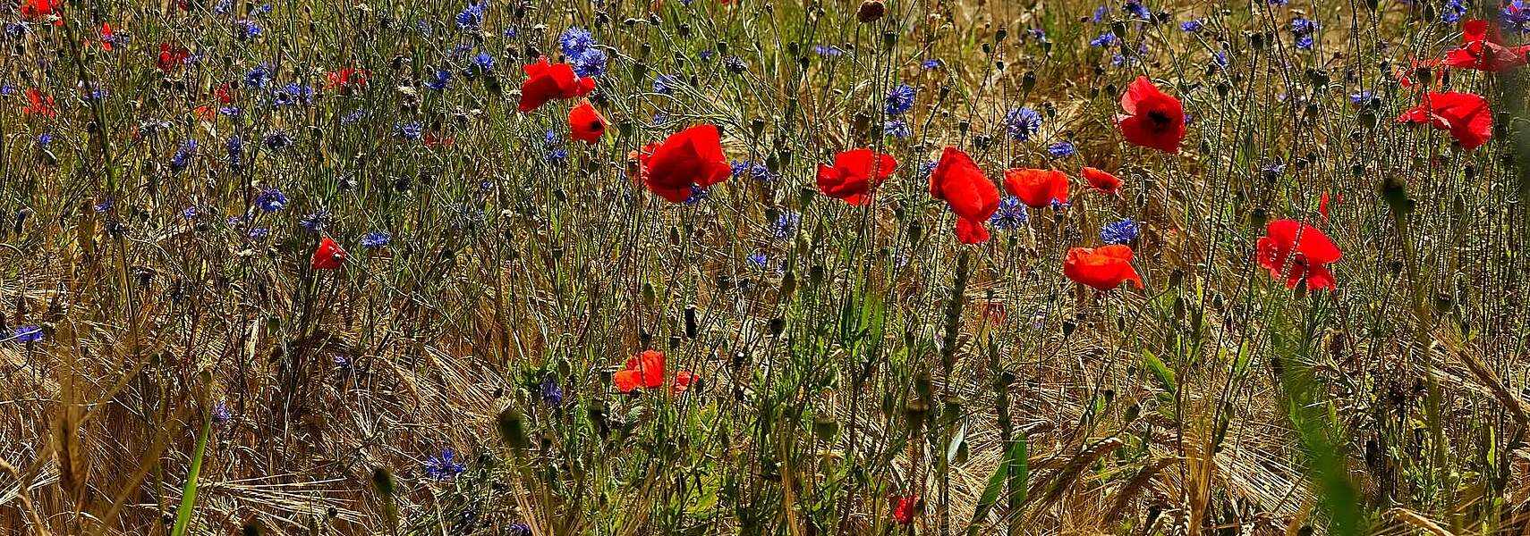 DBV fordert Kurswechsel bei EU-Naturschutzpaket