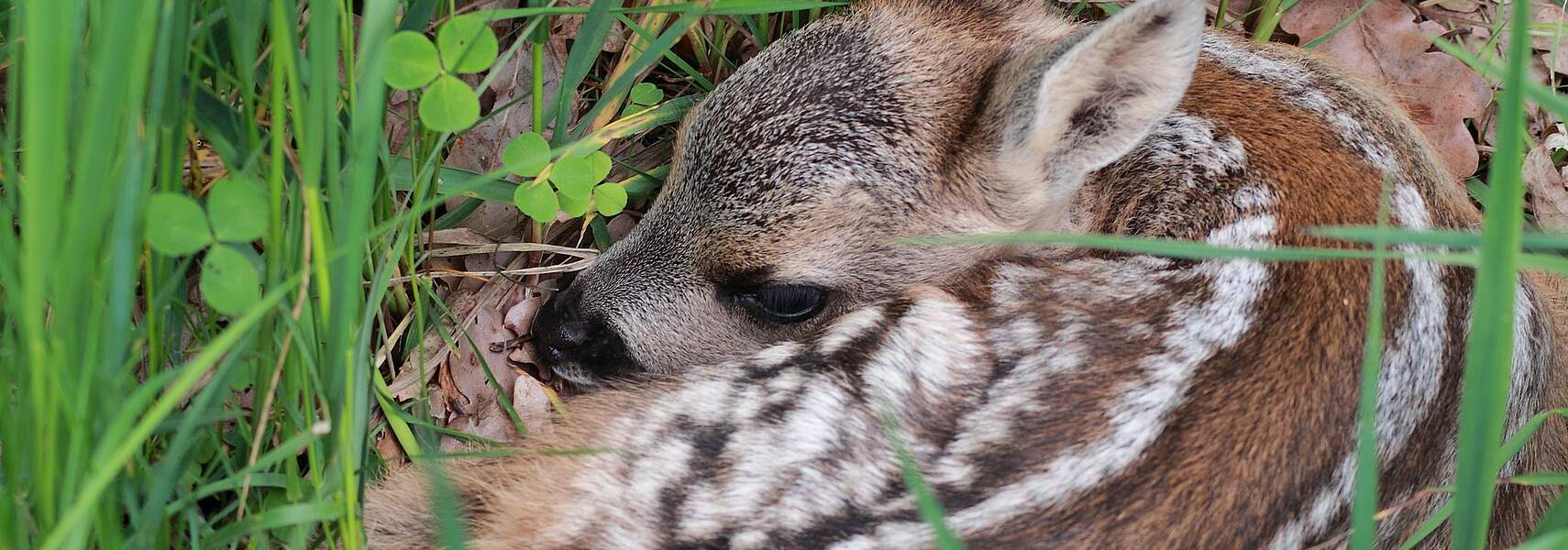 Wildtierschutz bei der Frühjahrsmahd