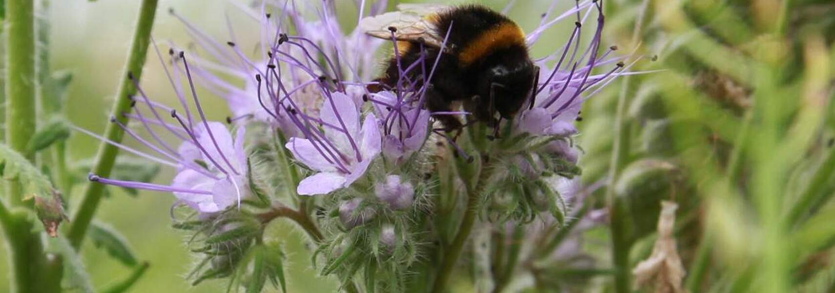 Bauernverband zum 2. Runden Tisch Insektenschutz