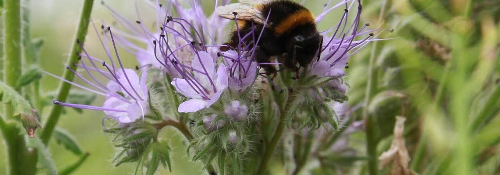 Länder müssen kooperativen Vereinbarungen zum Insektenschutz Vorrang geben