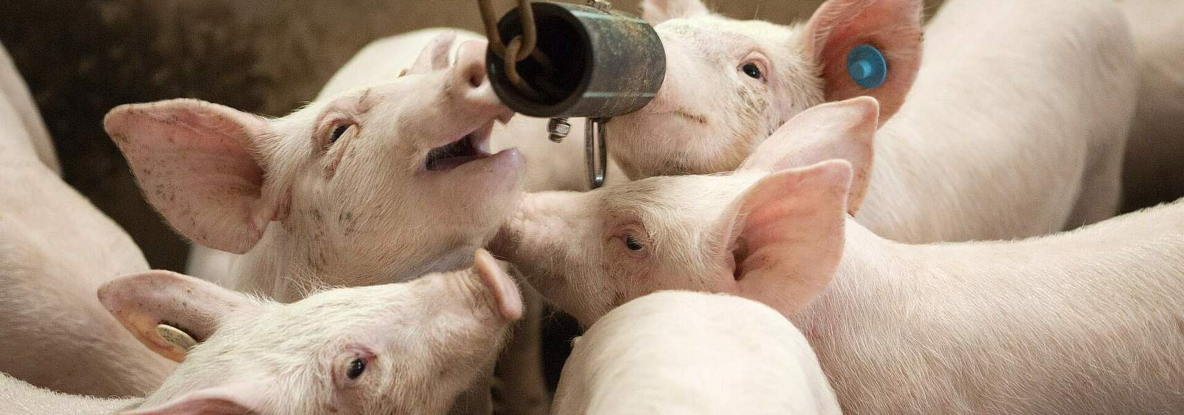 Verbändeallianz zum Entwurf zur Änderung des Tierhaltungskennzeichnungsgesetzes