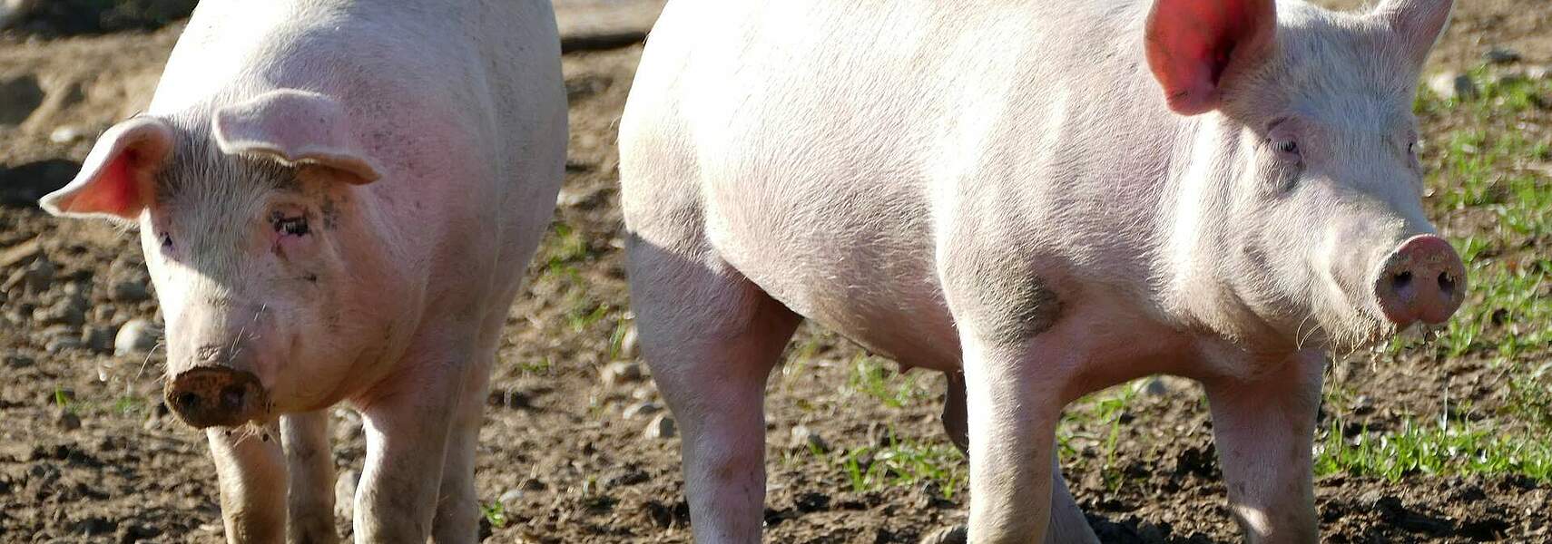DBV fordert konsequentere Bekämpfung der Afrikanischen Schweinepest