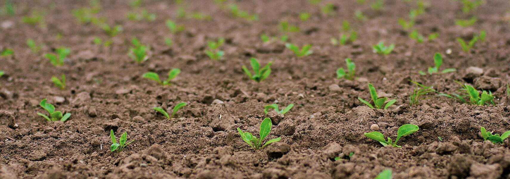 EU-Klimagesetz: Klimaneutralität nur mit Land- und Forstwirtschaft möglich