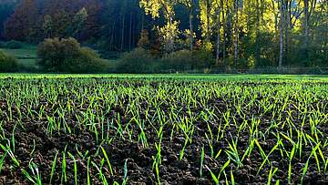 Suchergebnis Vorschaubild