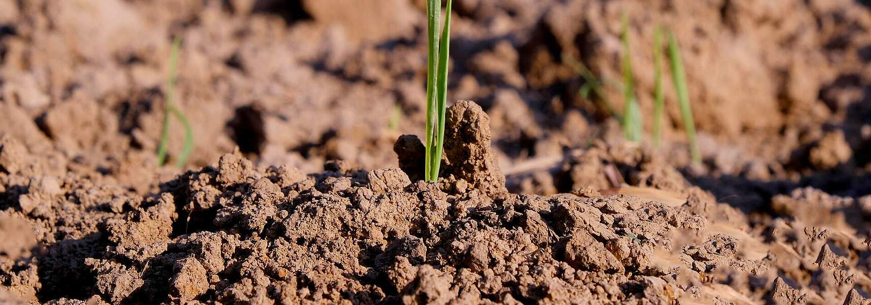 Bauernverband zum Bundesverfassungsgerichts-Urteil zum Bundes-Klimaschutzgesetz