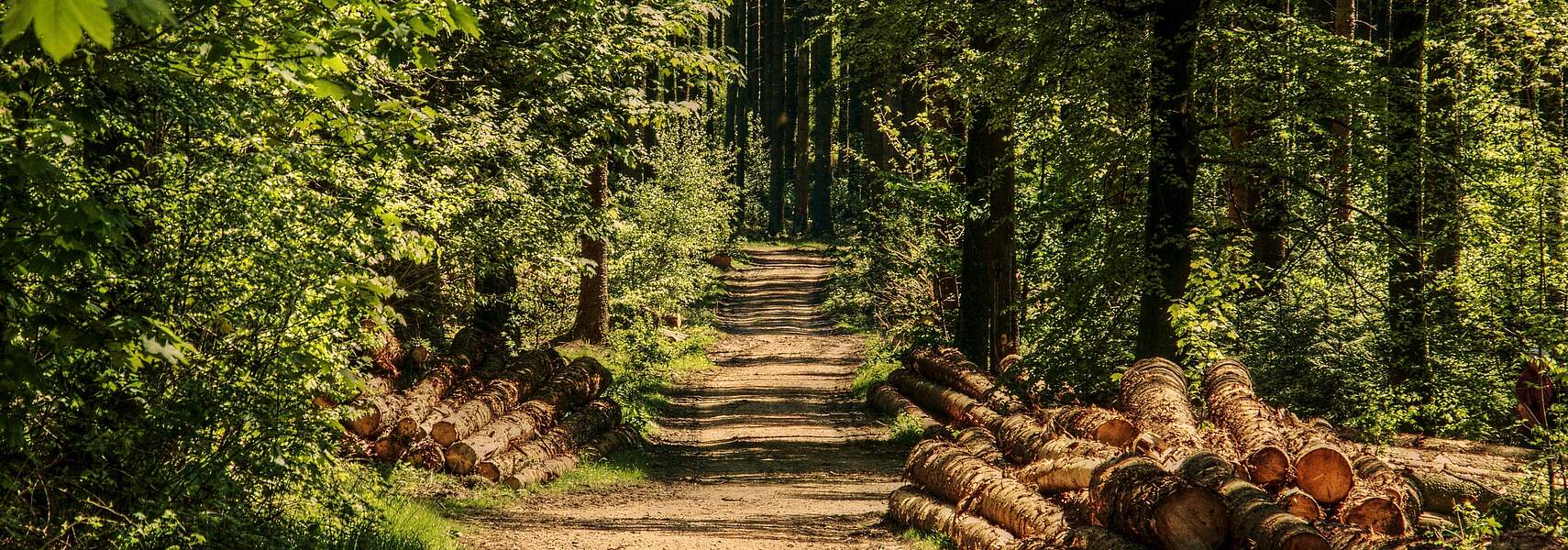 Deutscher Forstwirtschaftsrat (DFWR) und Deutscher Bauernverband (DBV) wollen klimastabilen Wald