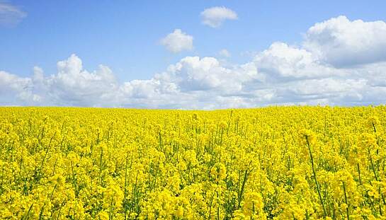 A3_field-of-rapeseeds-474558_c_Hans_pixabay