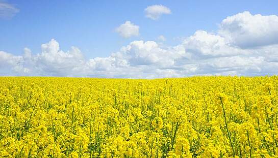 A3_field-of-rapeseeds-474558_c_Hans_pixabay