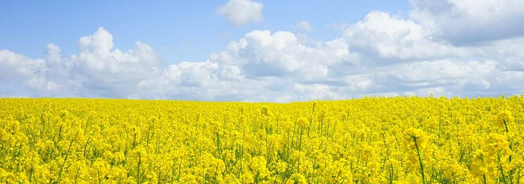 Allgemeine Klimaschutzmaßnahmen in der Landwirtschaft