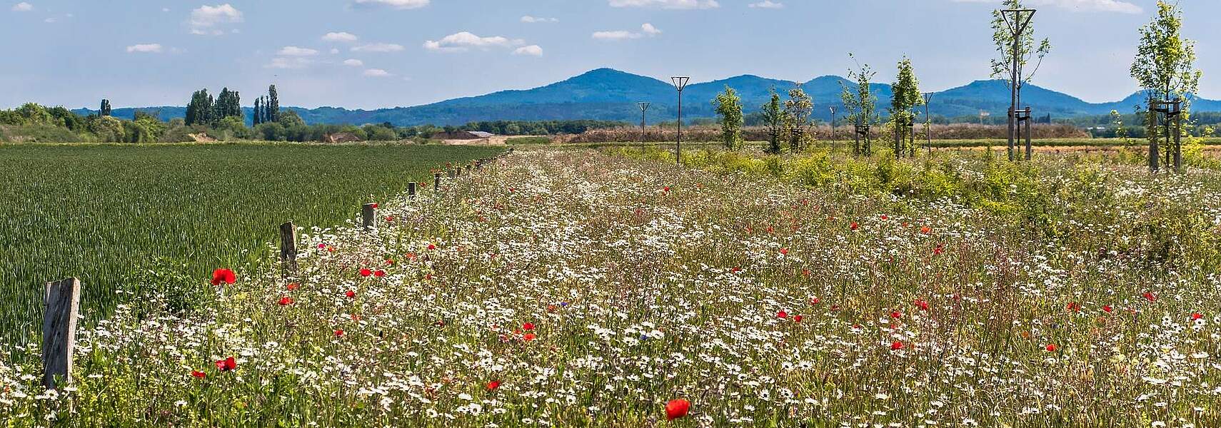 Novelle des Klimaschutzgesetzes muss Land- und Forstwirtschaft mehr berücksichtigen