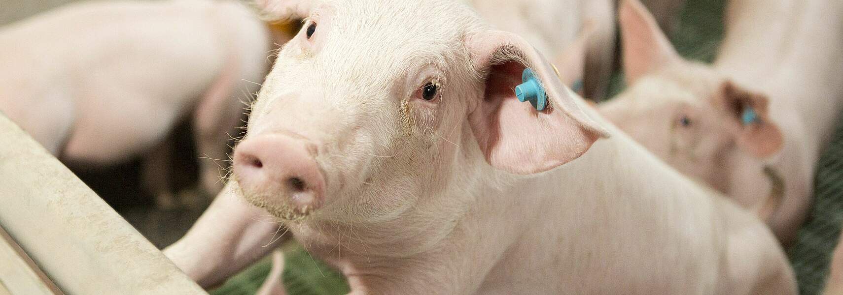 Bauernverband kritisiert Gesetzentwurf zur Tierhaltungskennzeichnung