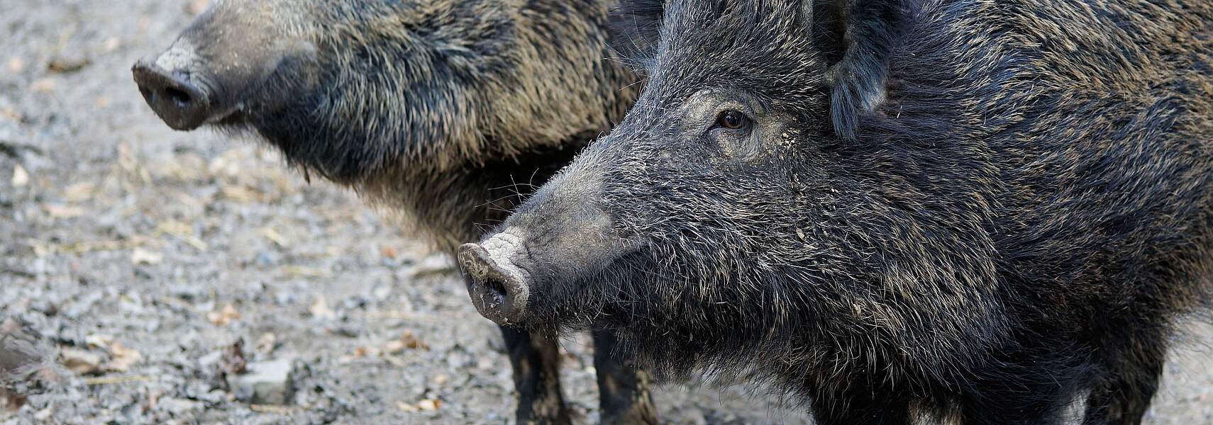 Informationen zur Afrikanischen Schweinepest