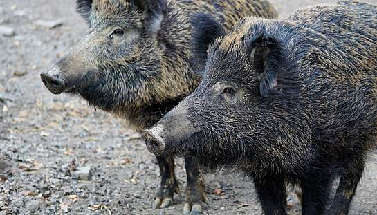 Wildschwein_01_Quelle_pixabay.com_Webandi.jpg