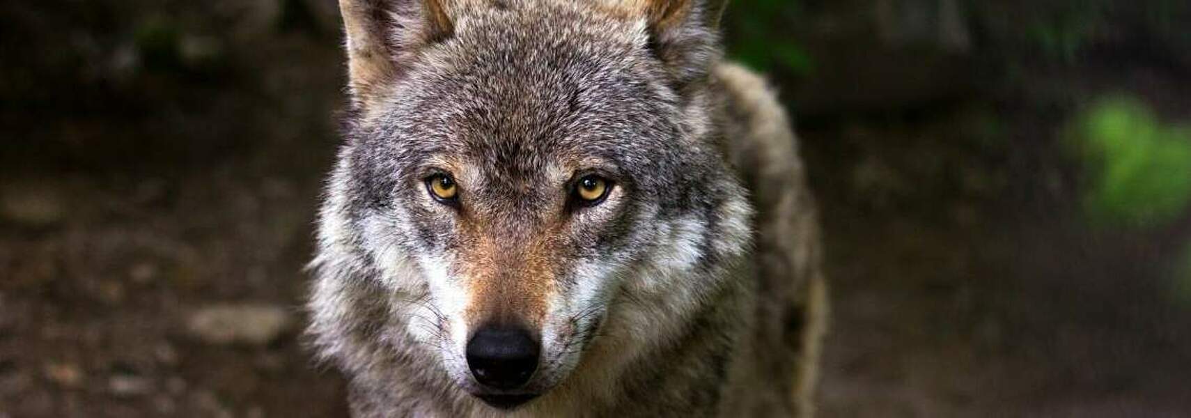 Gemeinsamer Aktionsplan Wolf